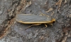 Common Footman  Eilema lurideola