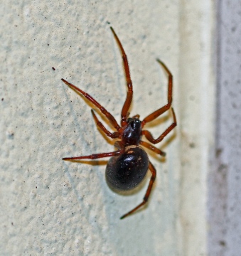 Steatoda nobilis 3 Copyright: Graham Ekins