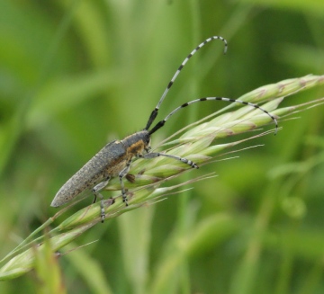 Agapanthia villosoviridescens 01 Copyright: Robert Smith