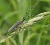 Agapanthia villosoviridescens 01 Copyright: Robert Smith