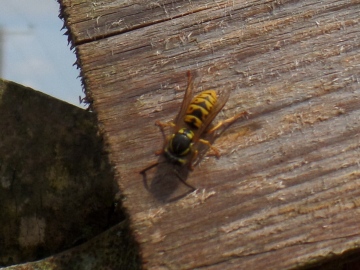 German wasp Copyright: Fiona Hutchings  