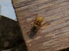 German wasp Copyright: Fiona Hutchings  