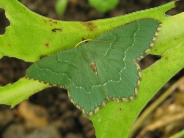 common emerald Copyright: Kim Prowse