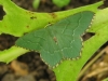 common emerald Copyright: Kim Prowse