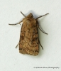 Six-striped Rustic  Xestia sexstrigata Copyright: Graham Ekins