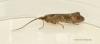 Glyphotaelius pellucidus 3