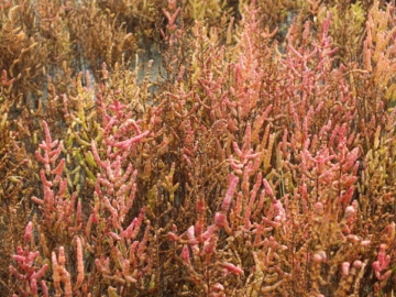 Salicornia Autumn Colours Copyright: Peter Pearson