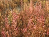 Salicornia Autumn Colours 