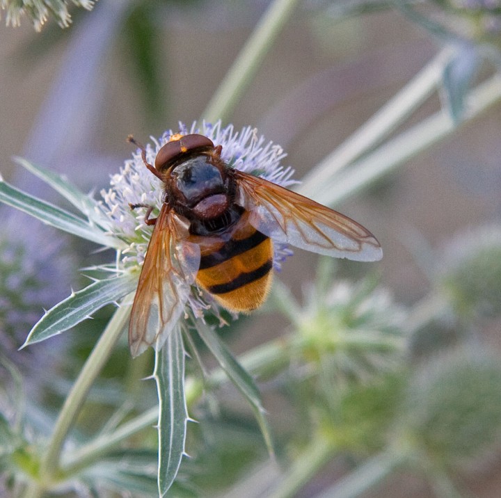 Volucella zonaria 6 Copyright: Graham Ekins