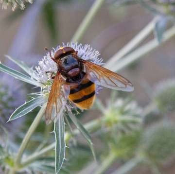 Volucella zonaria 6 Copyright: Graham Ekins