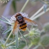 Volucella zonaria 6