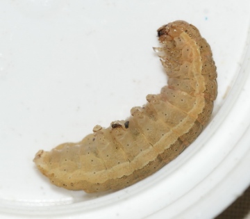 LYU - larvae Copyright: Robert Smith