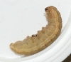 LYU - larvae 