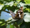 male 18-07-2010 