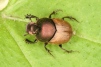 Onthophagus coenobita Copyright: Peter Harvey
