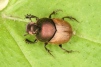 Onthophagus coenobita