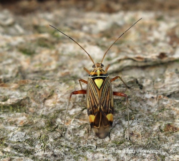 Rhabdomiris striatellus 2 Copyright: Graham Ekins