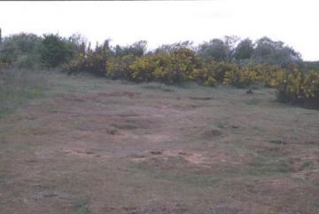 Springfields Sand Pit-rabbit disturbance Copyright: Peter Harvey