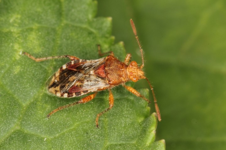 Rhopalus subrufus 2 Copyright: Peter Harvey