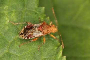 Rhopalus subrufus 2 Copyright: Peter Harvey