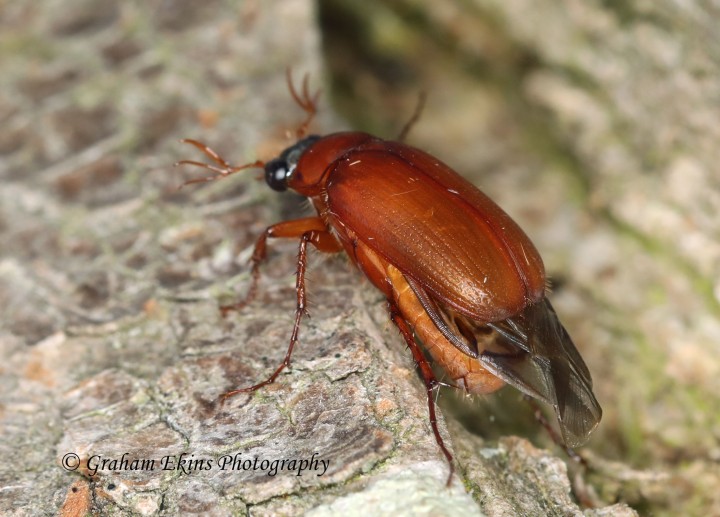 Serica brunnea  (Brown Chafer) 2 Copyright: Graham Ekins