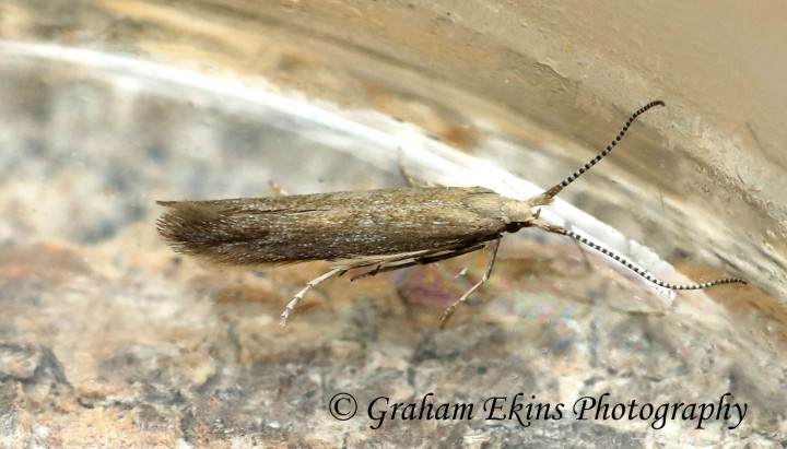 Coleophora salicorniae 3 GD Copyright: Graham Ekins