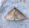 Anania fuscalis 1