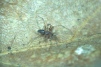 Lepthyphantes tenuis 