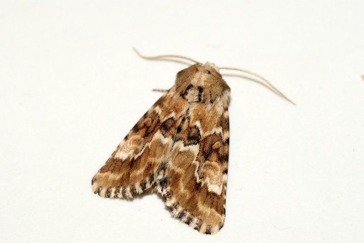 Dusky Sallow 2 Copyright: Ben Sale