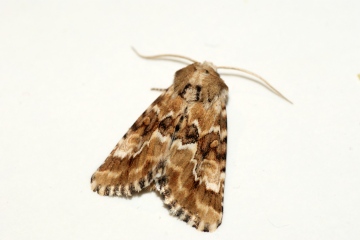 Dusky Sallow 2 Copyright: Ben Sale