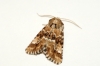 Dusky Sallow 2