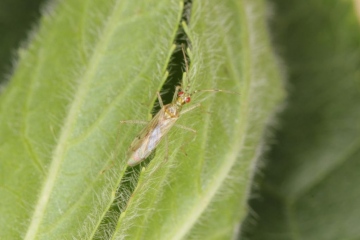 Dicyphus tamaninii Copyright: Peter Harvey