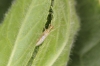 Dicyphus tamaninii 