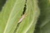 Dicyphus tamaninii