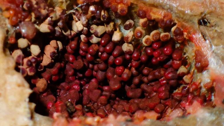 Arcyria ferruginea (late stage) Copyright: Raymond Small