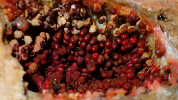 Arcyria ferruginea (late stage) Copyright: Raymond Small