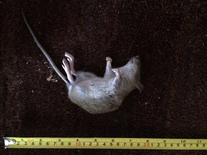 Brown rat collected by cat Copyright: Elisa Brady