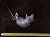 Brown rat collected by cat 