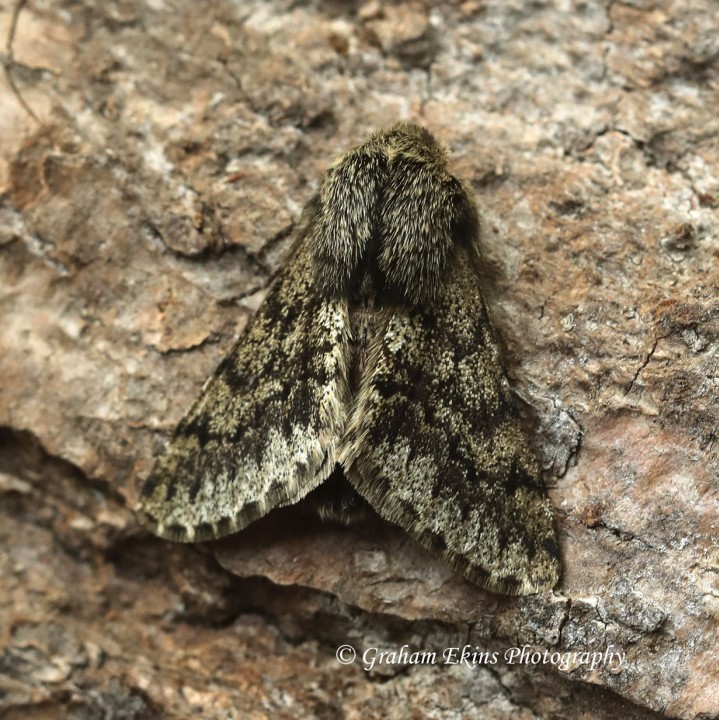 Small Brindled Beauty Apocheima hispidaria Copyright: Graham Ekins