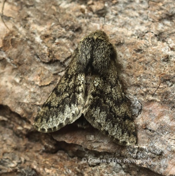 Small Brindled Beauty Apocheima hispidaria Copyright: Graham Ekins