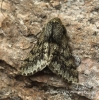 Small Brindled Beauty Apocheima hispidaria