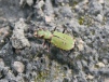 Cicindela campestris