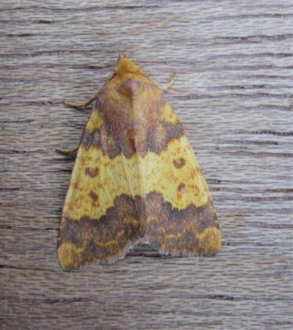 Barred Sallow 2 Copyright: Stephen Rolls