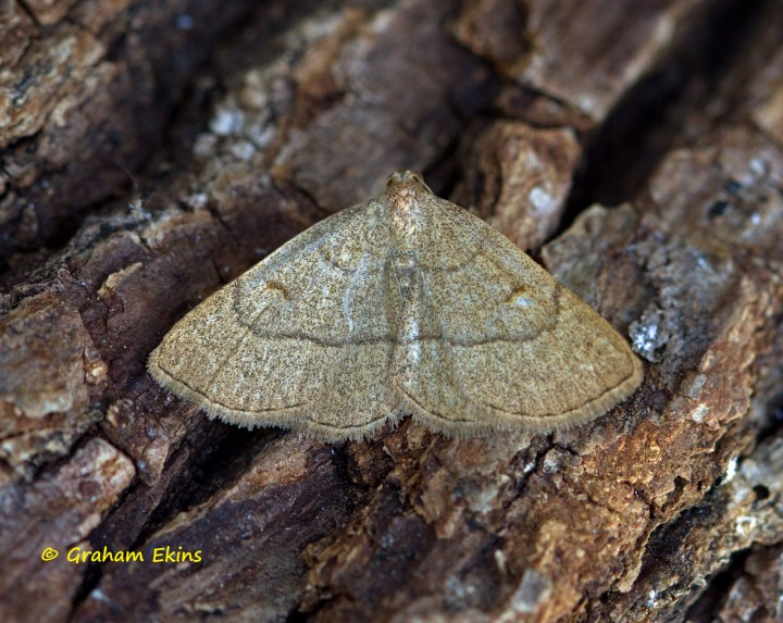 Clay Fan-foot Paracolax tristalis Copyright: Graham Ekins