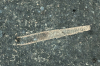 Clavering Church Monument with Fossil Crinoid 5 August 2025
