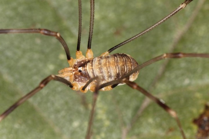 Opilio canestrinii Copyright: Peter Harvey