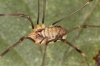 Opilio canestrinii