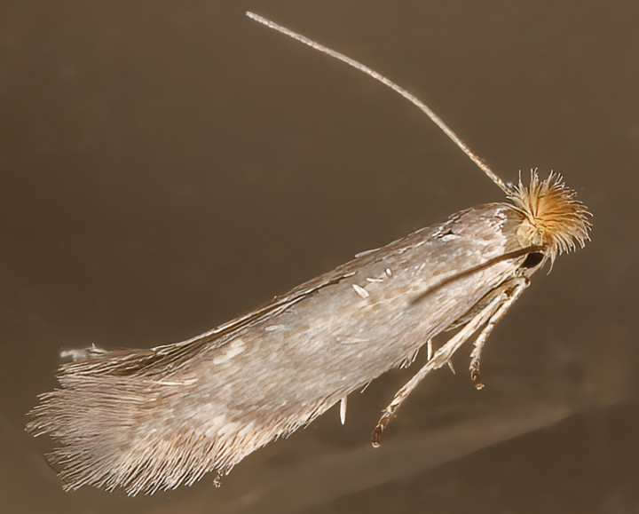 Crested Bent-wing (Bucculatrix cristatella) 07-09-2023 Copyright: Bill Crooks