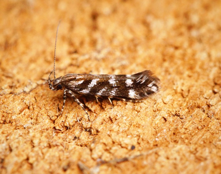 Aristotelia ericinella Copyright: Ben Sale