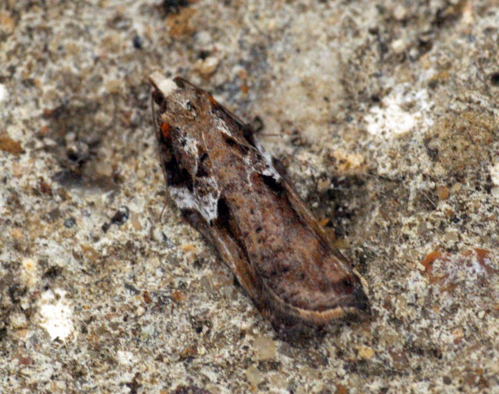 Acleris cristana 8 Copyright: Ben Sale